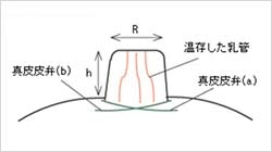 横から見た図
