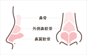 鼻の解剖図