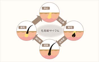女性でも副作用の出ないHARG治療で毛周期サイクルを正常に戻す